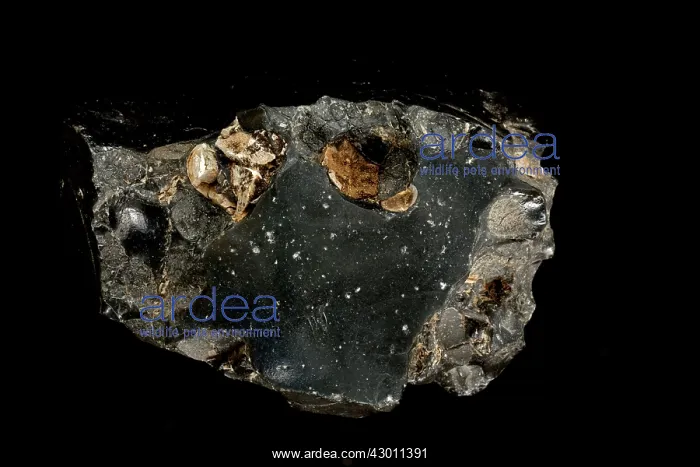 : Obsidian with Cristobalite Sphenoids : Obsidian with Cristobalite Sphenoids