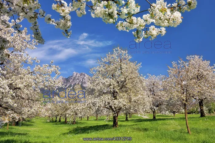  : Obstplantage im Fruhling, bluhende Kirschbaume (Prunus