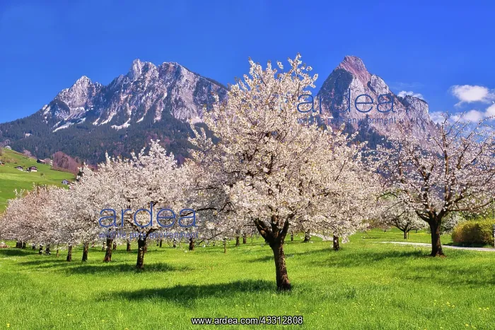  : Obstplantage im Fruhling, bluhende Kirschbaume (Prunus
