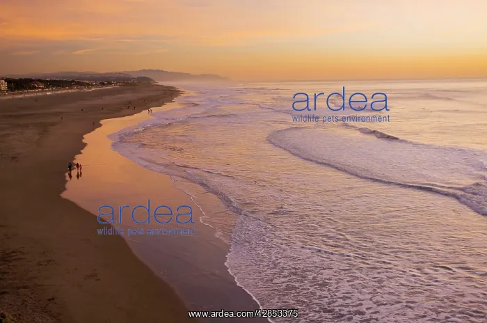 : Ocean Beach at sunset; well-known surfers beach : Ocean Beach at sunset; well-known surfers beach