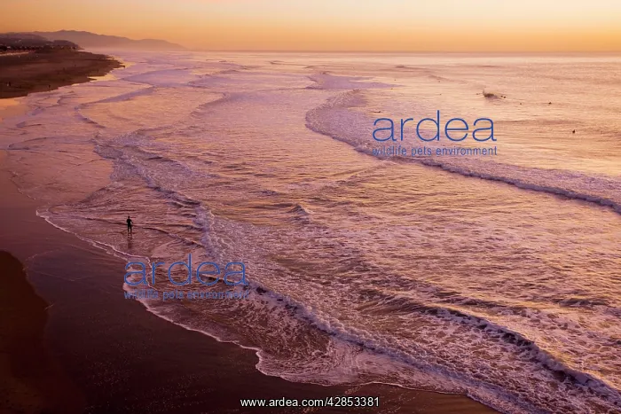 : Ocean Beach at sunset; well-known surfers beach : Ocean Beach at sunset; well-known surfers beach