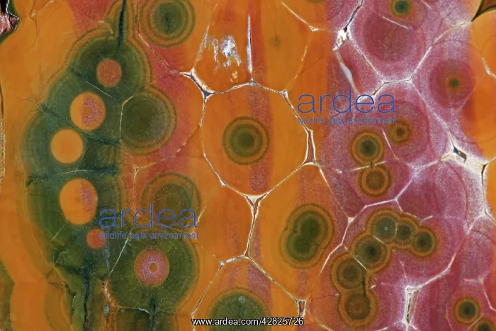 : 'Ocean Jasper' : 'Ocean Jasper'