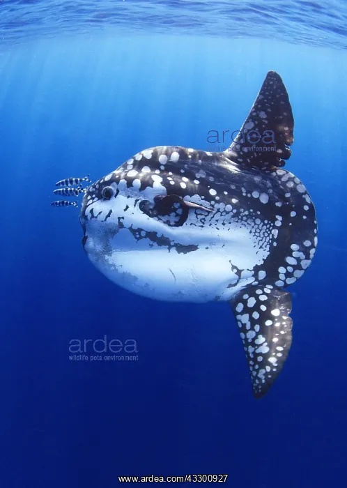 : Ocean sunfich (Mola mola) at sea with pilot fishes : Ocean sunfich (Mola mola) at sea with pilot fishes