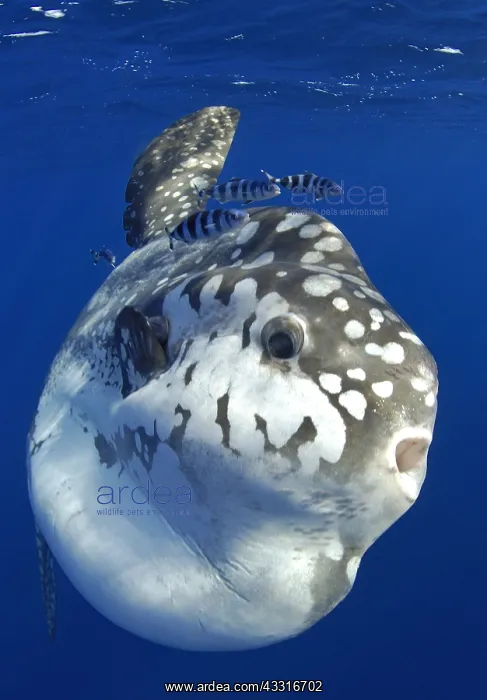 : Ocean sunfich (Mola mola) at sea with pilot fishes : Ocean sunfich (Mola mola) at sea with pilot fishes