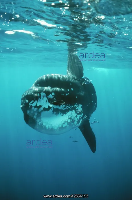 : Ocean SUNFISH : Ocean SUNFISH