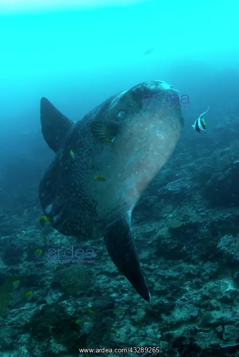: Ocean Sunfish - being cleaned by with Longfin Bannerfish : Ocean Sunfish - being cleaned by with Longfin Bannerfish
