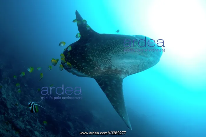 : Ocean Sunfish - being cleaned by with Longfin Bannerfish : Ocean Sunfish - being cleaned by with Longfin Bannerfish