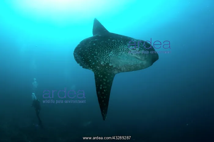  : Ocean Sunfish - with diver
