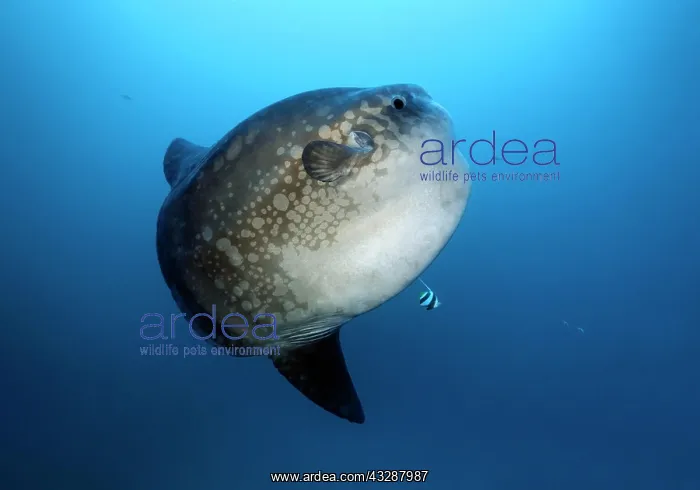 : Ocean sunfish (Mola mola), Crystal Bay, Nusa Penida : Ocean sunfish (Mola mola), Crystal Bay, Nusa Penida