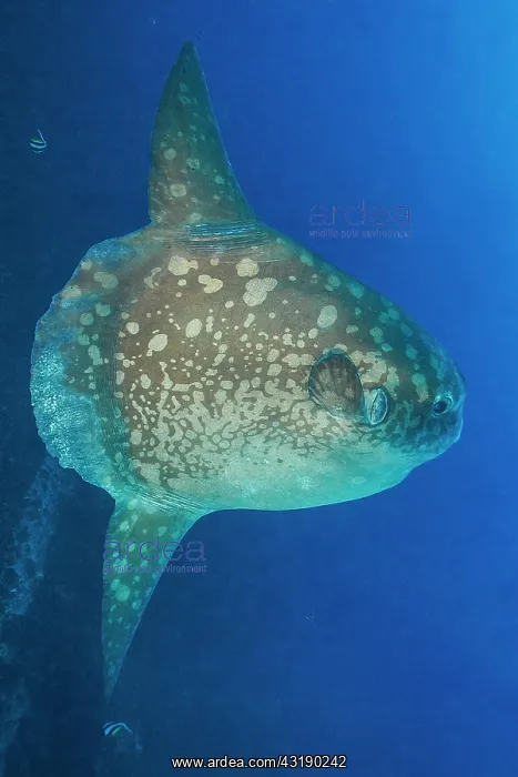 : Ocean sunfish (Mola mola) deep water Bali, Nusa : Ocean sunfish (Mola mola) deep water Bali, Nusa