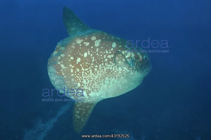 : Ocean sunfish (Mola mola) deep water Bali, Nusa : Ocean sunfish (Mola mola) deep water Bali, Nusa