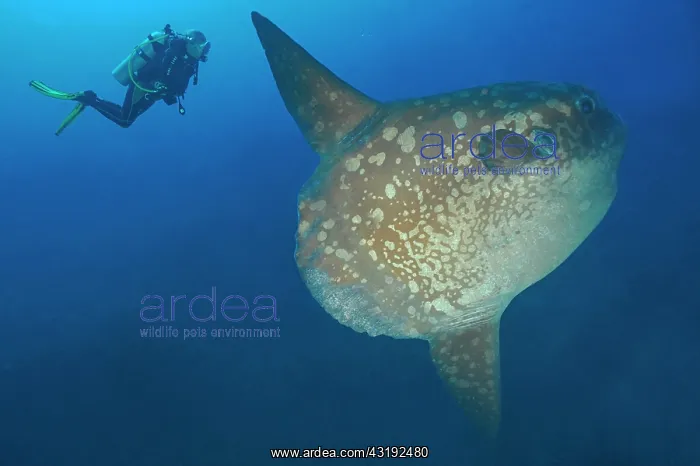 : Ocean sunfish (Mola mola) and diver deep water Bali : Ocean sunfish (Mola mola) and diver deep water Bali
