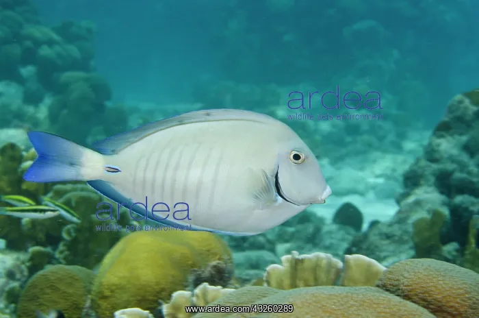 : Ocean Surgeonfish (Acanthurus bahianus) : Ocean Surgeonfish (Acanthurus bahianus)