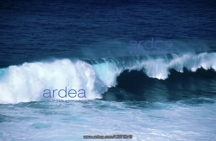 : Ocean Wave, Hawaii : Ocean Wave, Hawaii
