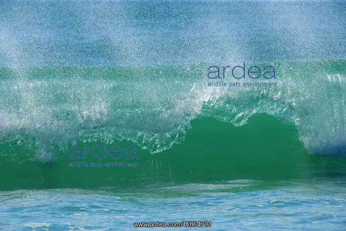 : Ocean Wave - turquoise coloured wave breaks at : Ocean Wave - turquoise coloured wave breaks at