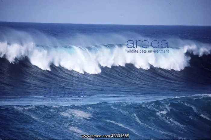 : OCEAN WAVES : OCEAN WAVES