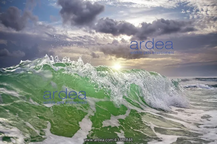 : ocean waves against a sunset : ocean waves against a sunset