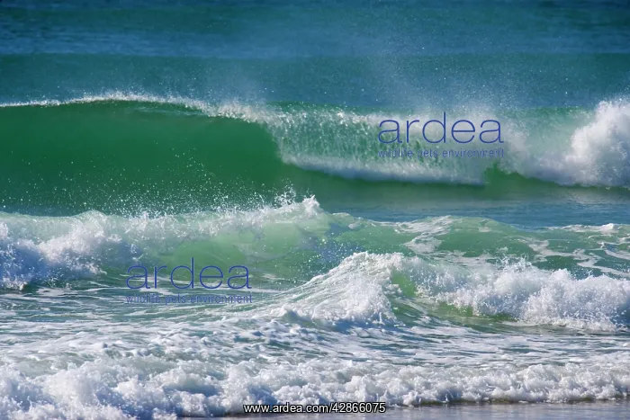 : Ocean Waves - turquoise coloured waves break at : Ocean Waves - turquoise coloured waves break at