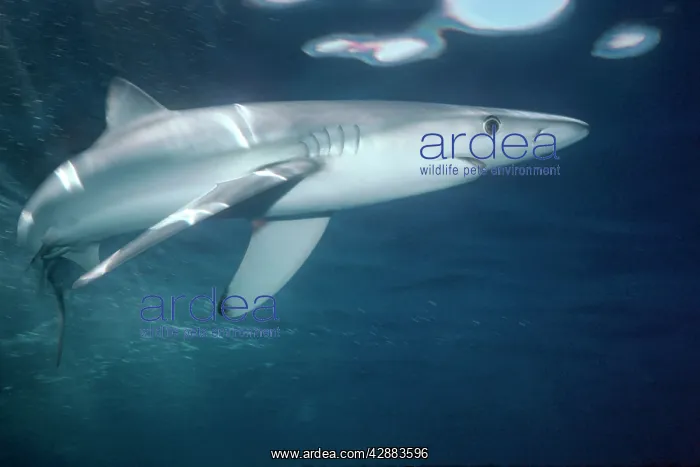 : Oceanic Blue Shark - : Oceanic Blue Shark -