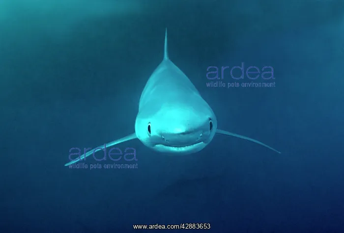 : Oceanic Blue Shark - approaching camera : Oceanic Blue Shark - approaching camera