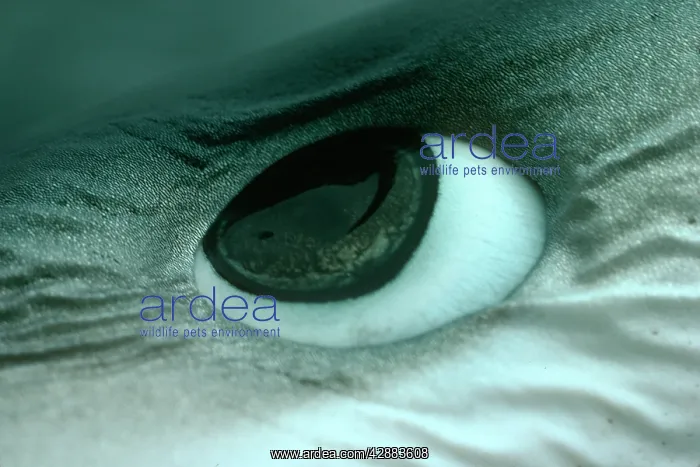 : Oceanic Blue Shark - Close-up of eye : Oceanic Blue Shark - Close-up of eye