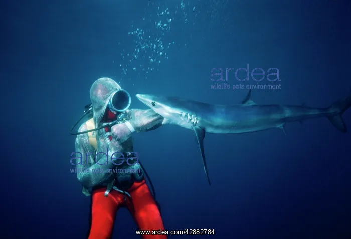 : Oceanic Blue Shark - Diver testing Chain Mail / : Oceanic Blue Shark - Diver testing Chain Mail /