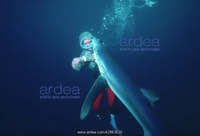 : Oceanic Blue Shark - Diver testing Chain Mail / : Oceanic Blue Shark - Diver testing Chain Mail /