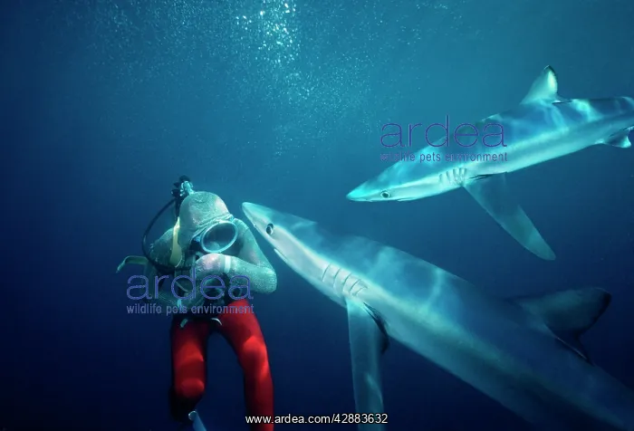 : Oceanic Blue Shark - Diver testing Chain Mail / : Oceanic Blue Shark - Diver testing Chain Mail /