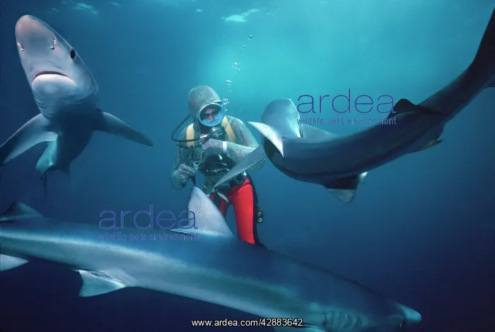: Oceanic Blue Shark - Diver working with 3 sharks : Oceanic Blue Shark - Diver working with 3 sharks