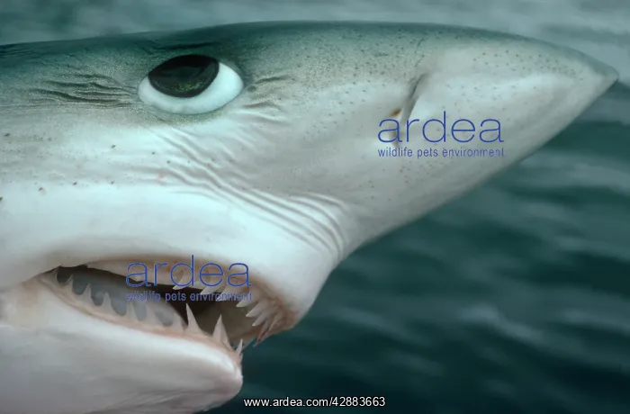 : Oceanic Blue Shark - Above water, close-up of face : Oceanic Blue Shark - Above water, close-up of face