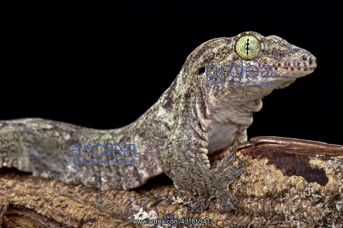 : Oceanic Gecko (Gehyra oceanica), Papua New Guinea : Oceanic Gecko (Gehyra oceanica), Papua New Guinea