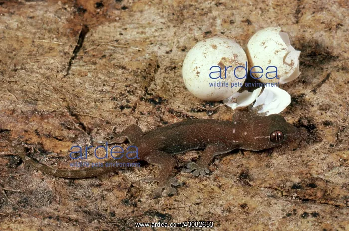  : Oceanic Gecko Hatchling