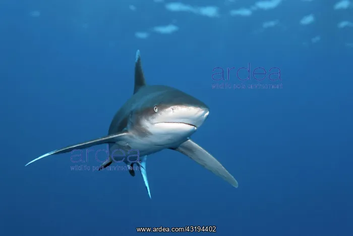 : Oceanic whitetip shark (Carcharhinus longimanus) : Oceanic whitetip shark (Carcharhinus longimanus)