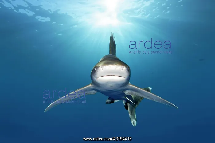 : Oceanic whitetip shark (Carcharhinus longimanus) : Oceanic whitetip shark (Carcharhinus longimanus)