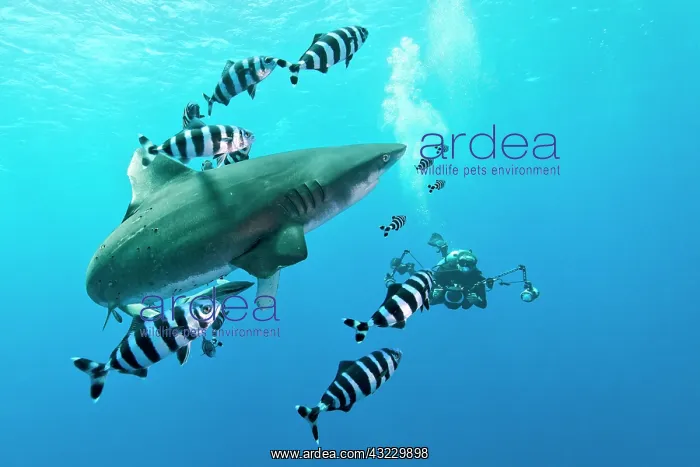 : Oceanic whitetip shark (Carcharhinus longimanus : Oceanic whitetip shark (Carcharhinus longimanus