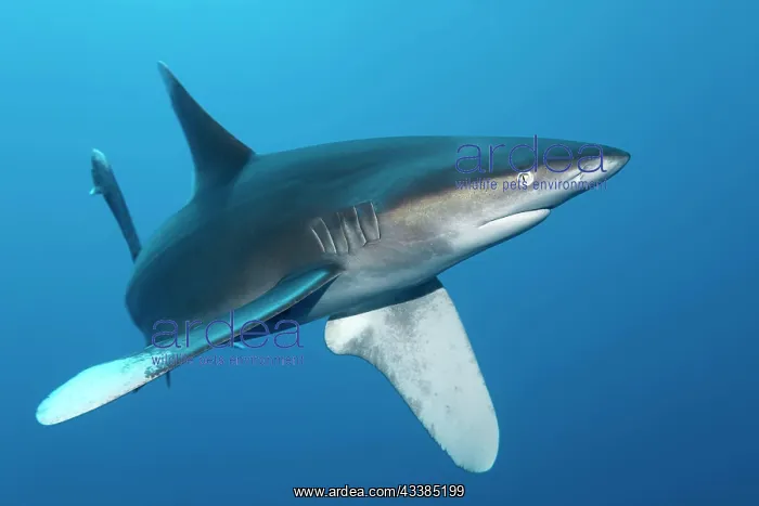 : Oceanic whitetip shark (Carcharhinus longimanus) : Oceanic whitetip shark (Carcharhinus longimanus)