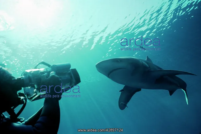 : Oceanic Whitetip / white-tip SHARK - inspecting cameraman : Oceanic Whitetip / white-tip SHARK - inspecting cameraman