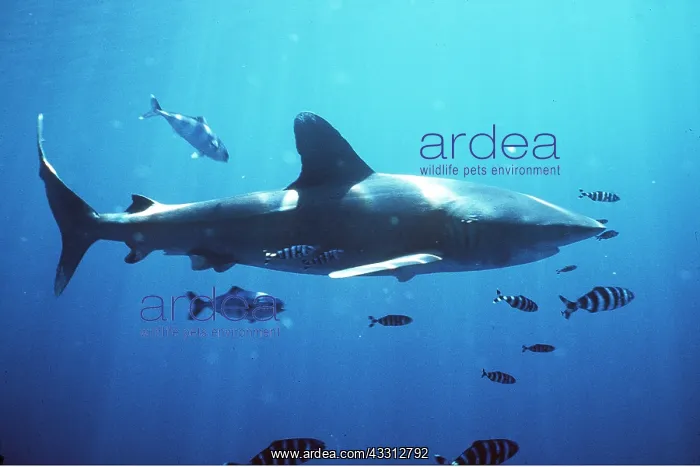 : Oceanic Whitetip / white-tip Shark with pilot fish : Oceanic Whitetip / white-tip Shark with pilot fish