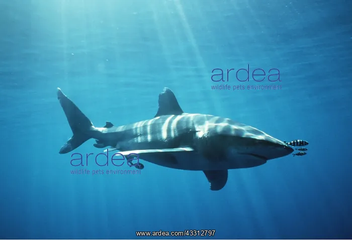 : Oceanic Whitetip / white-tip Shark - with pilot fish : Oceanic Whitetip / white-tip Shark - with pilot fish
