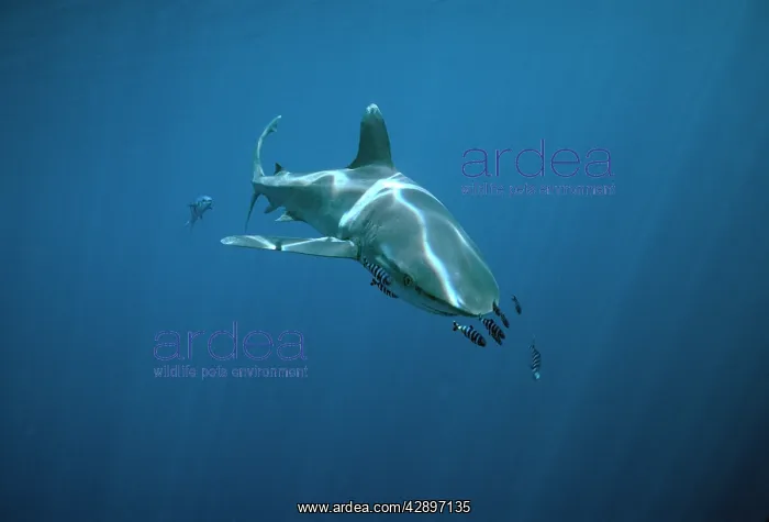: Oceanic Whitetip / white-tip SHARK - with Pilot fish escort : Oceanic Whitetip / white-tip SHARK - with Pilot fish escort