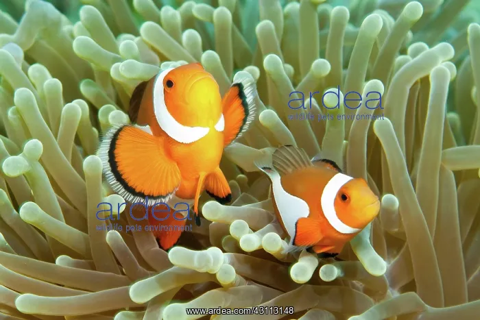 : Ocellaris Clownfish (Amphiprion ocellaris), Pacific : Ocellaris Clownfish (Amphiprion ocellaris), Pacific