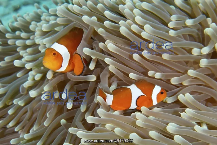  : Two Ocellaris Clownfish (Amphiprion ocellaris)