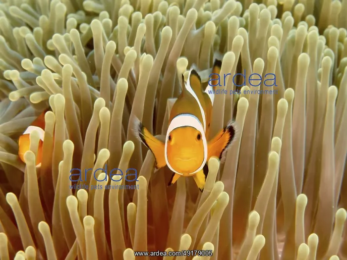 : Two Ocellaris Clownfish (Amphiprion ocellaris) : Two Ocellaris Clownfish (Amphiprion ocellaris)