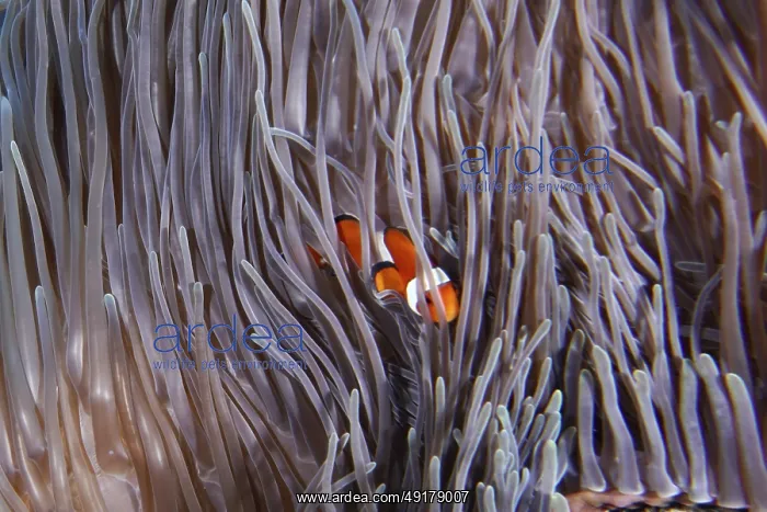 : Ocellaris Clownfish (Amphiprion ocellaris) : Ocellaris Clownfish (Amphiprion ocellaris)