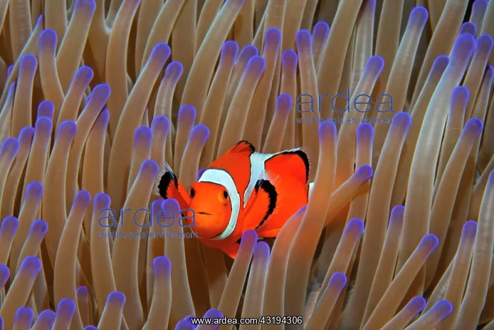 : Ocellaris Clownfish (Amphiprion ocellaris) in Magnificent : Ocellaris Clownfish (Amphiprion ocellaris) in Magnificent