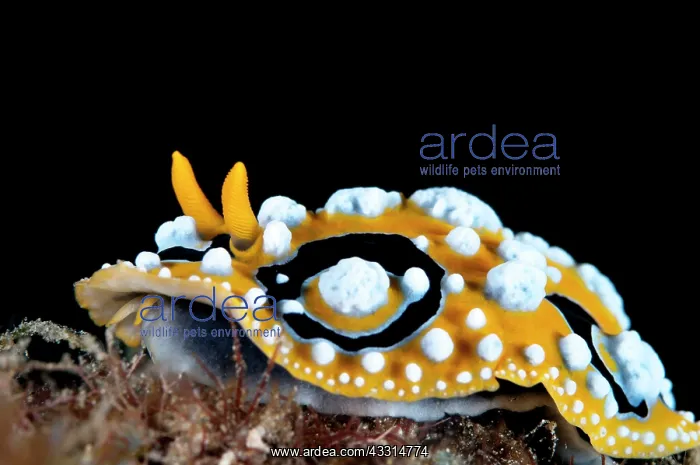 : Ocellate Phyllidia Nudibranch : Ocellate Phyllidia Nudibranch
