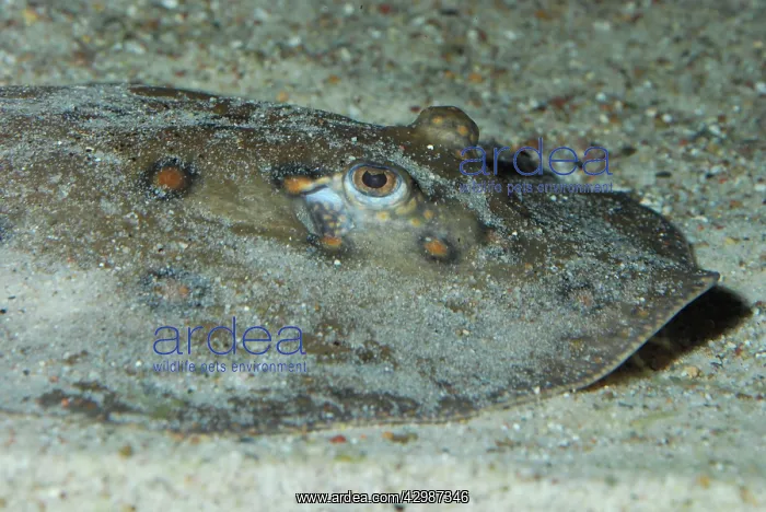: Ocellate River Sting Ray / Peacock-eye Stingray : Ocellate River Sting Ray / Peacock-eye Stingray
