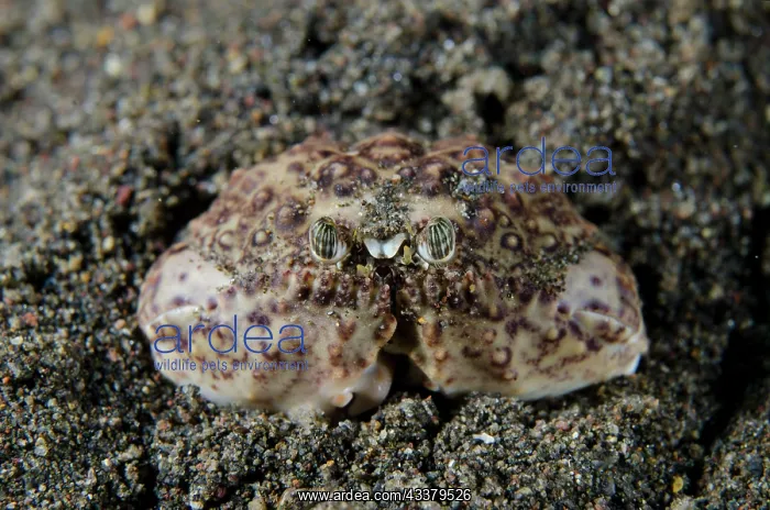 : Ocellated Box Crab : Ocellated Box Crab