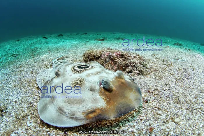 : Ocellated electric ray (Diplobatis ommata) on sand : Ocellated electric ray (Diplobatis ommata) on sand
