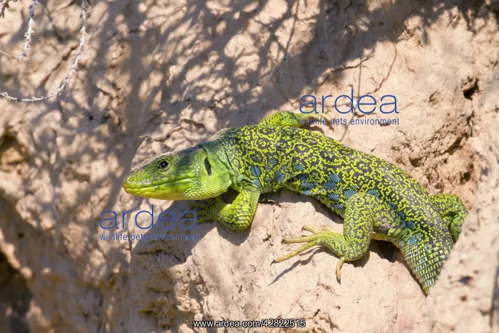 : Ocellated Lizard : Ocellated Lizard